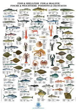 Bilde av FISKEPLAKAT "FISK OG SKALLDYR