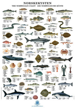 Bilde av FISKEPLAKAT "NORSKEKYSTEN"