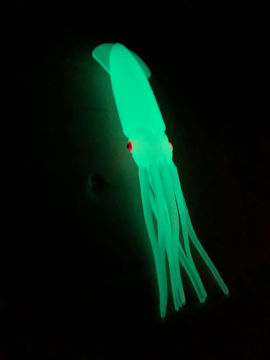 Bilde av Selvlysende blekksprut