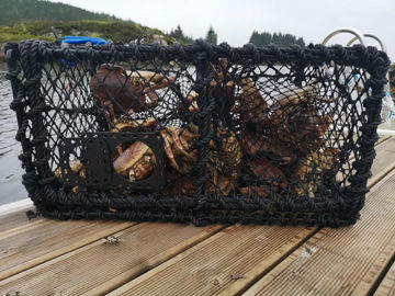 Vis detaljer for Krabbeteine 5KG Bilde av Krabbeteine 5KG