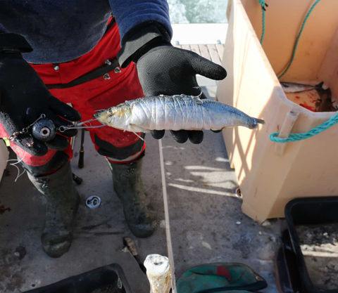 Bilde av Søvik Elastisk agntråd med dispenser